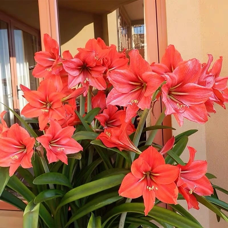 朱顶红单瓣种球对对红单瓣多年生四季种植室外阳台盆栽庭院花卉