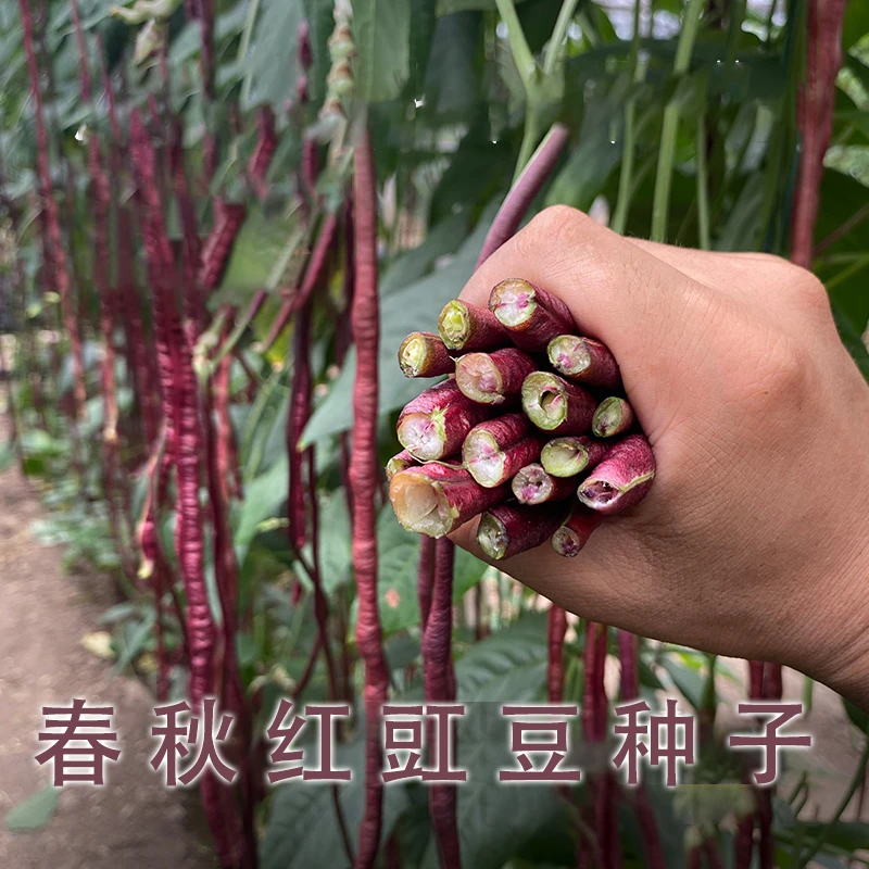 春秋红豇豆种子早熟豇豆种子四季播耐热好吃红色蔬菜简单易种春季