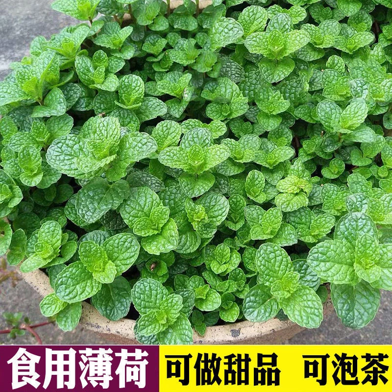 驱蚊草薄荷阳台庭院花坛花箱花卉易种香草花种子籽叶片驱蚊种子