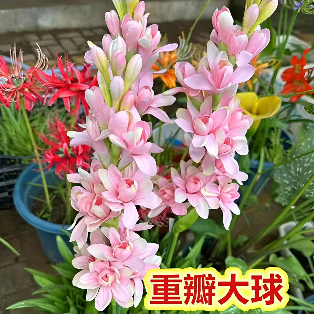 十芽！！【晚香玉大种球】重瓣晚香玉四季开花多年生盆栽种球浓香花卉