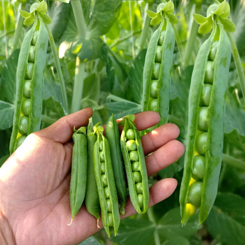 水果甜豌豆种子耐热耐寒豌豆种籽盆栽地栽荷兰豆小院四季种植菜
