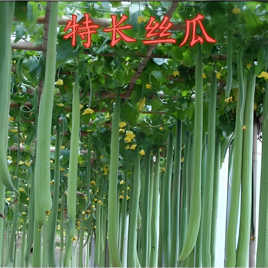 特长丝瓜种子高产早熟蛇形丝瓜种子小院蔬菜可盆栽丝瓜肉丝瓜种籽