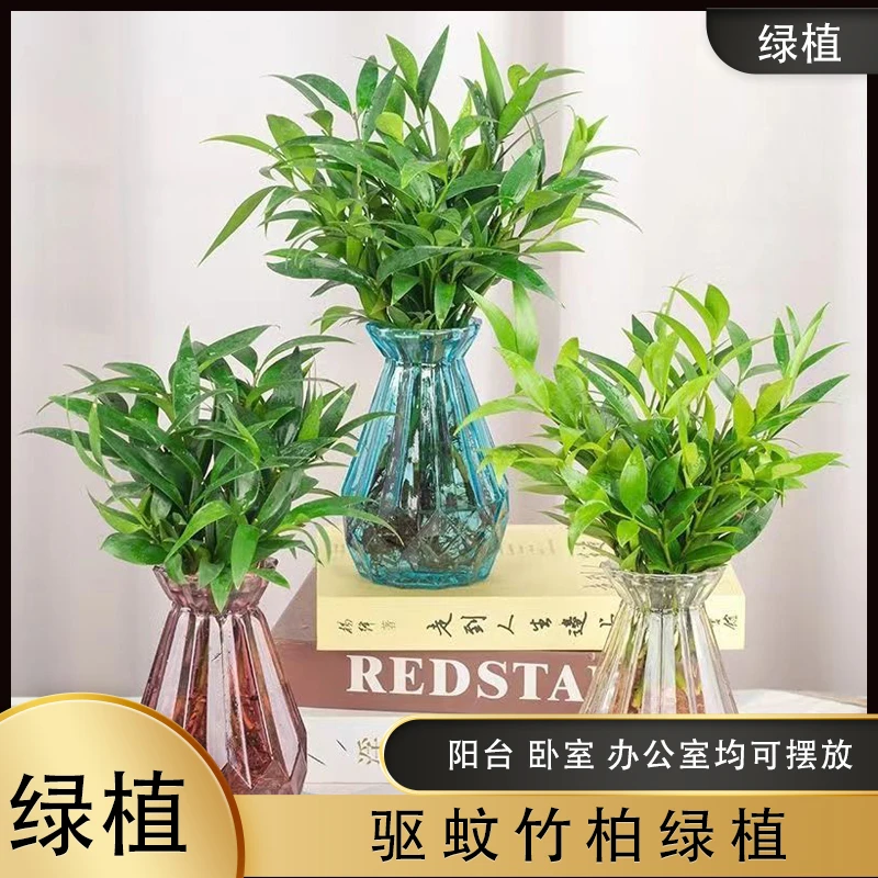 水培驱蚊水培植物竹柏水养盆栽绿植水培花卉客厅办公好养四季常青