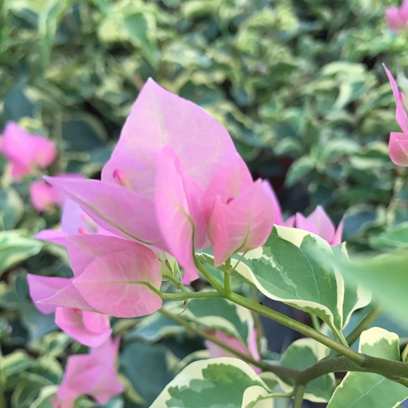 【蜡染粉】小苗袋苗三角梅四季开花好养活盆栽花卉勤花品种包对版