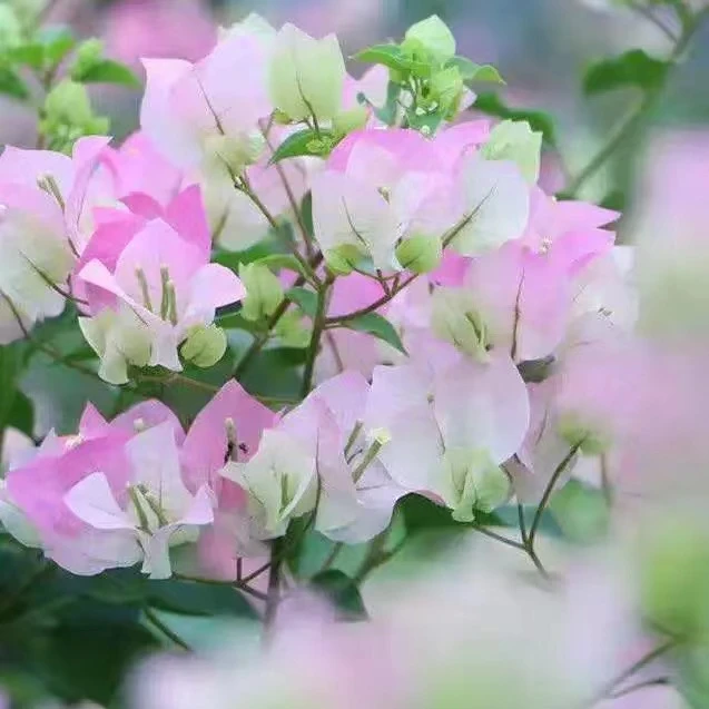 【勤花品种】绿樱三角梅四季开花小苗爬藤盆栽阳台楼顶庭院