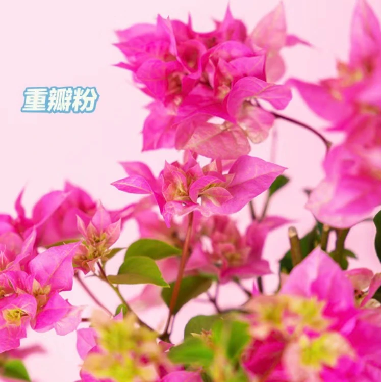【重瓣粉】三角梅小苗四季开花单颗包邮
