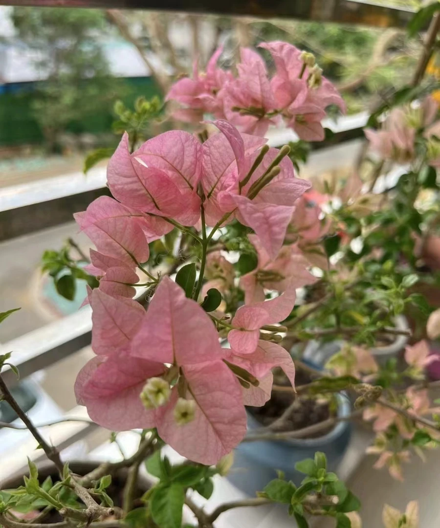 迷你樱花小苗袋苗单颗包邮偏远地区除外