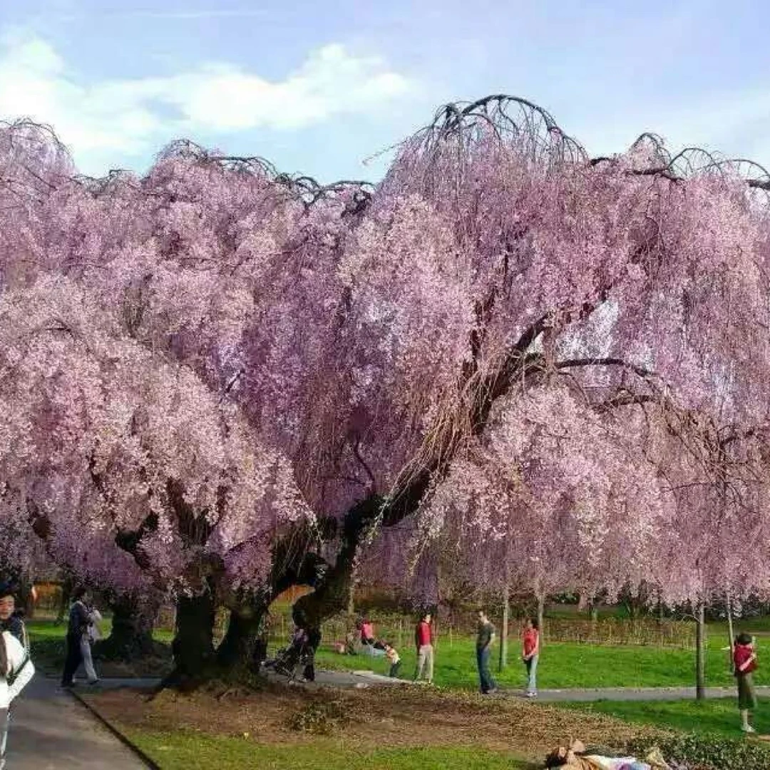 供应新品种樱花3