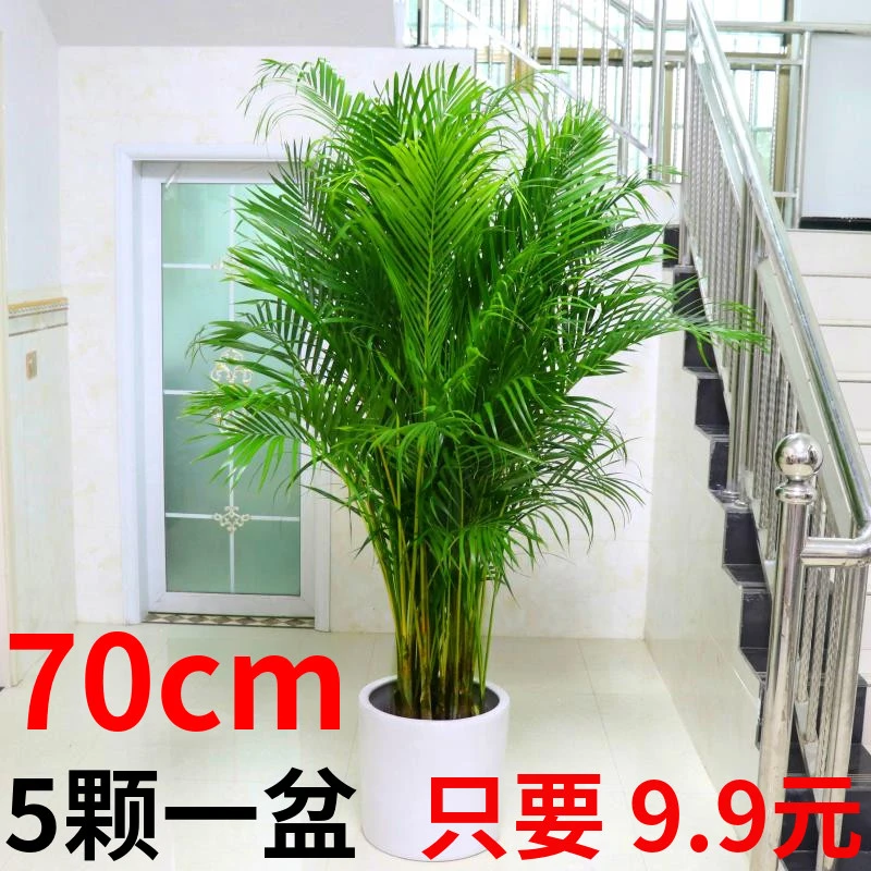 夏威夷散尾葵盆栽绿植富贵椰子鹿角蕨绿植盆栽竹子绿植绿航绿萝