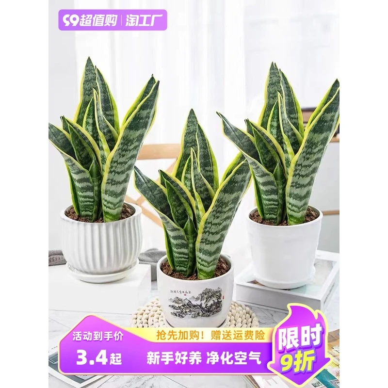 金边虎皮兰盆栽水培绿植绿植盆栽耐活小型正宗盆景罗汉松小叶赤楠