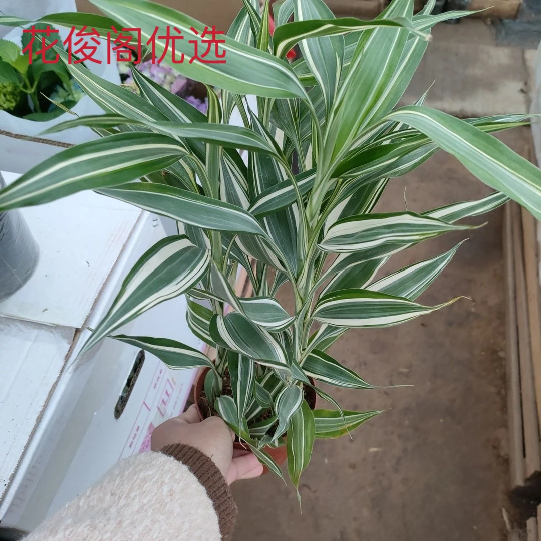 花叶女王富贵竹水培桌面绿植室内盆栽花叶富贵竹夏季好养净化空气