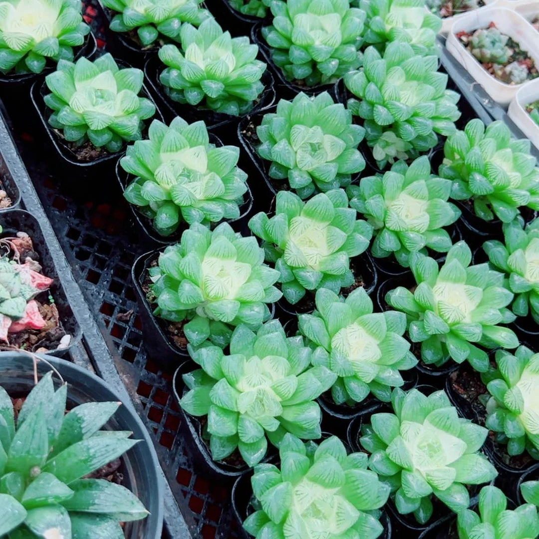 A雪莲玉露多肉植物一颗