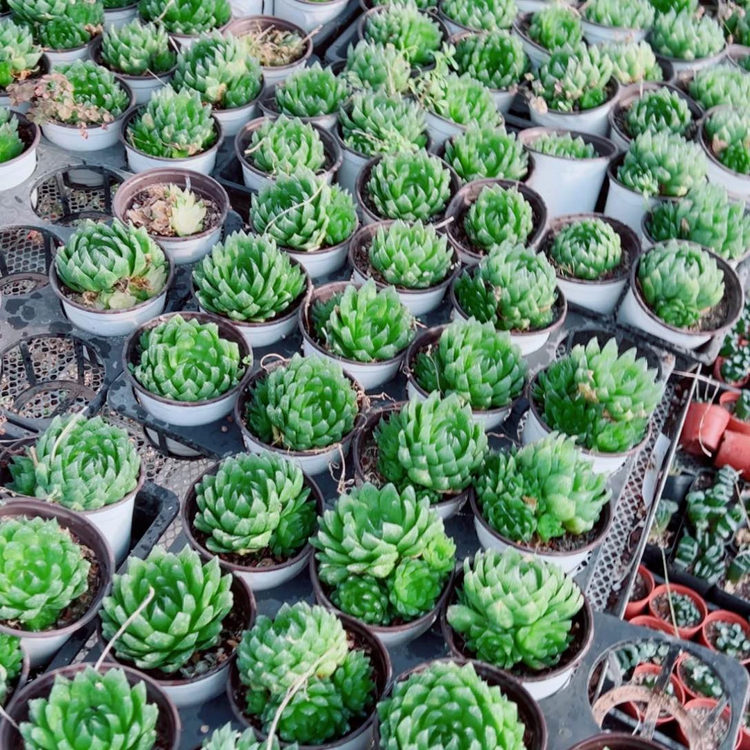 手捧花樱水晶多肉植物一颗