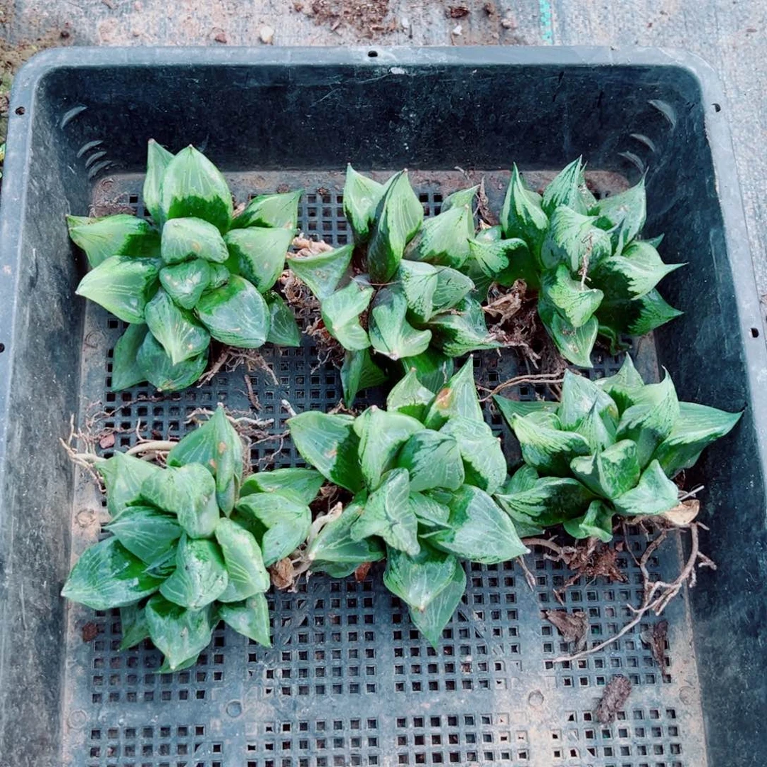 A无盆瑕疵巨无霸裹班若多肉植物一颗