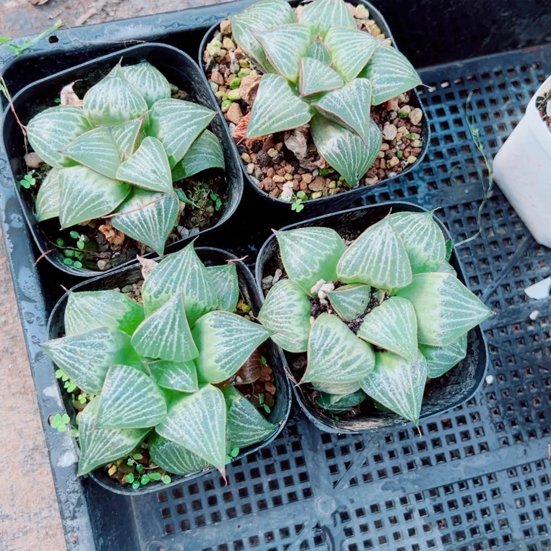 Alove母本多肉植物一颗