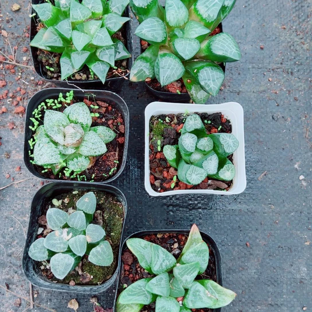 套餐多肉植物多肉2