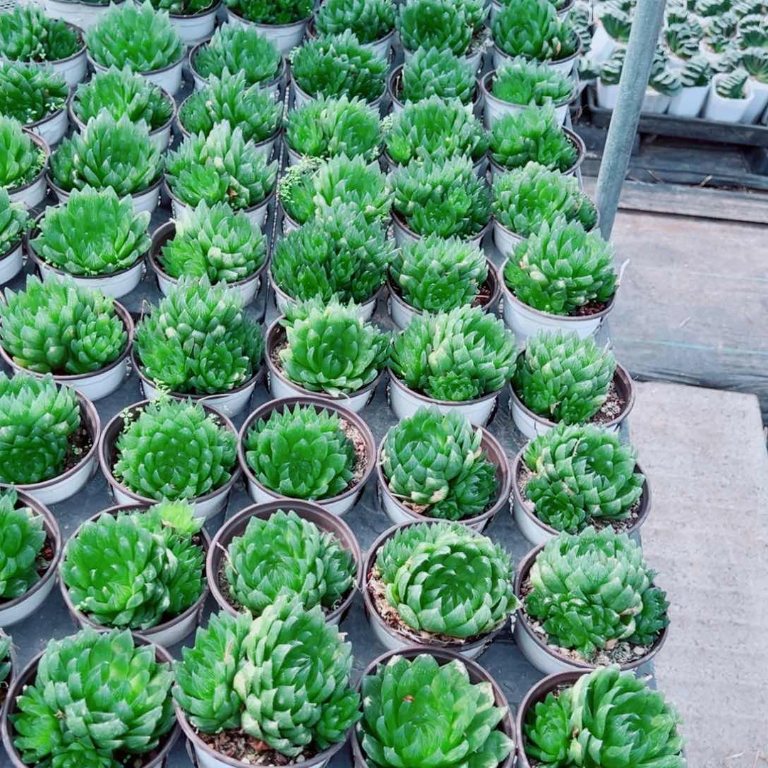 手捧花樱水晶多肉植物一颗