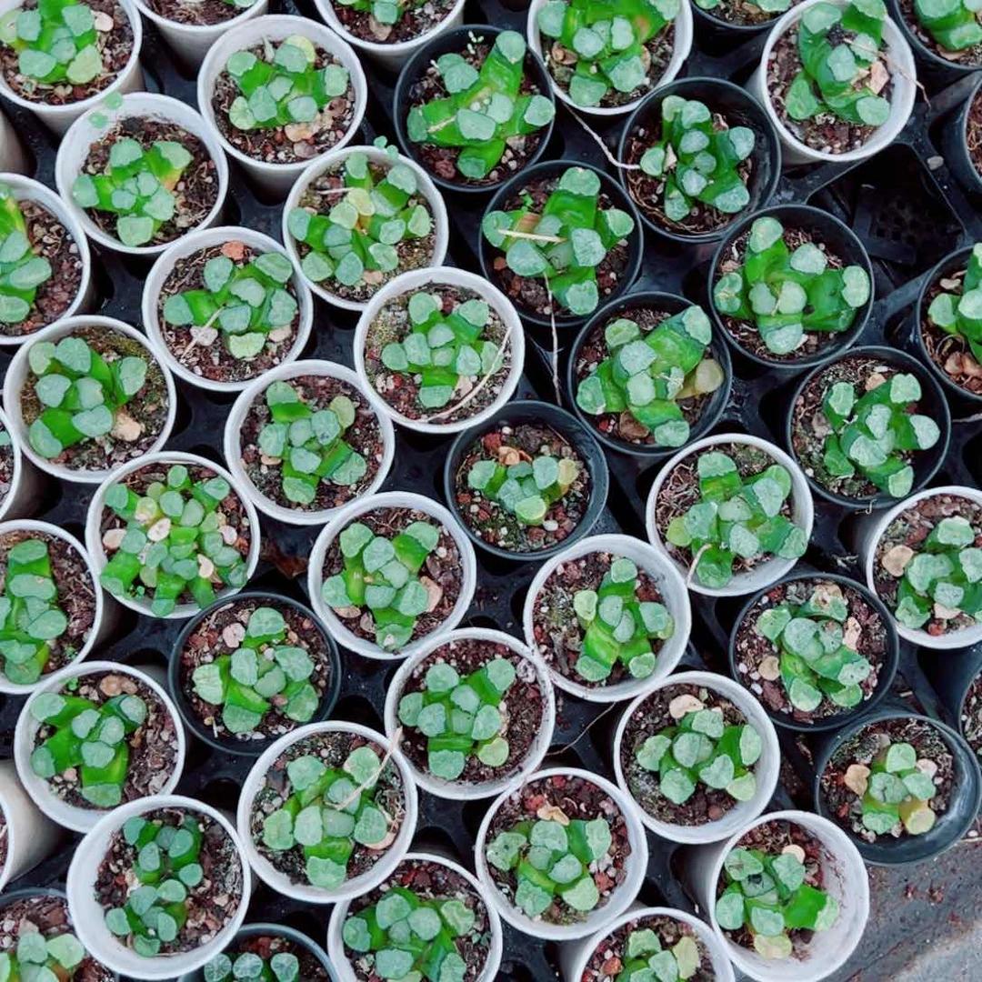 微瑕小万象盆万象多肉植物一颗