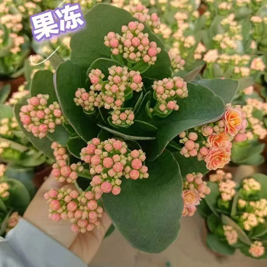 [果冻]长寿盆栽重瓣大花 带花苞 植物花四季开花好养