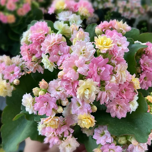 【迷你彩色毛绒一代】 长寿花 大花 80#盆 重瓣原盆原土带花苞发货