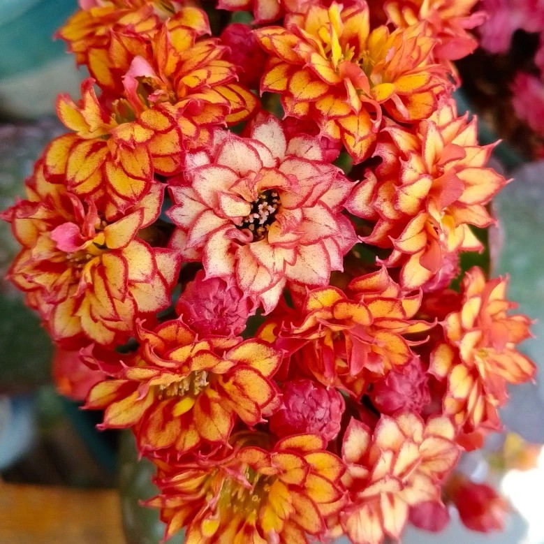 【彩霞 】长寿110#盆