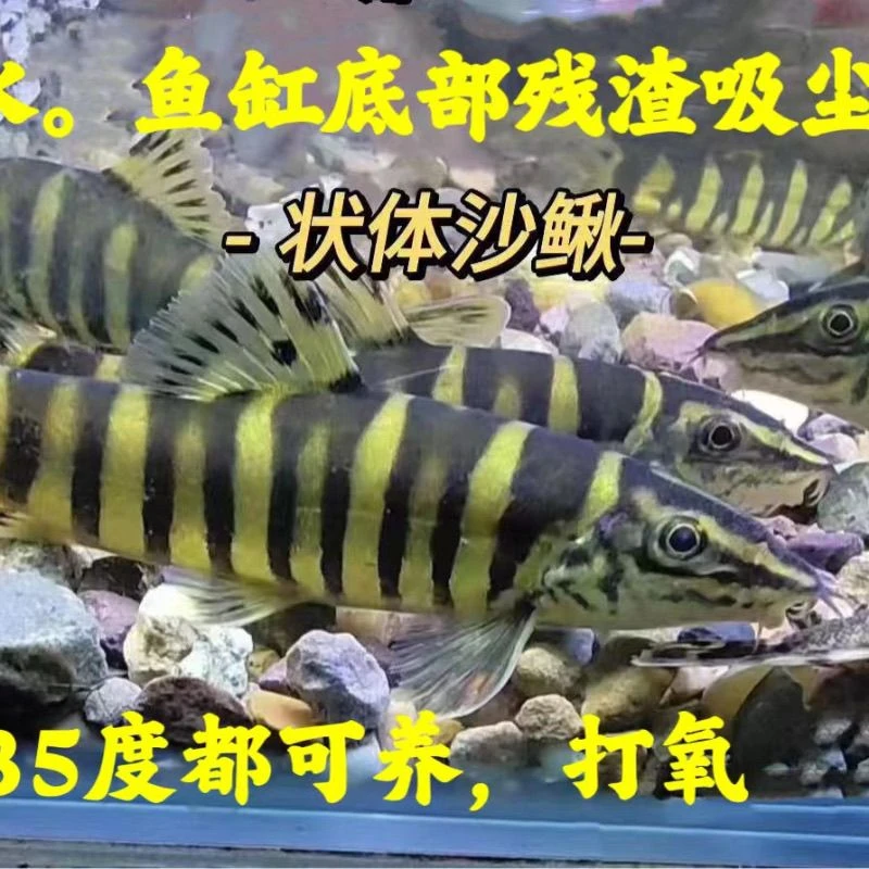 壮体沙鳅九间鼠原生冷水鱼冷水工具鱼清洁鱼吃鱼粪皮实好养包邮