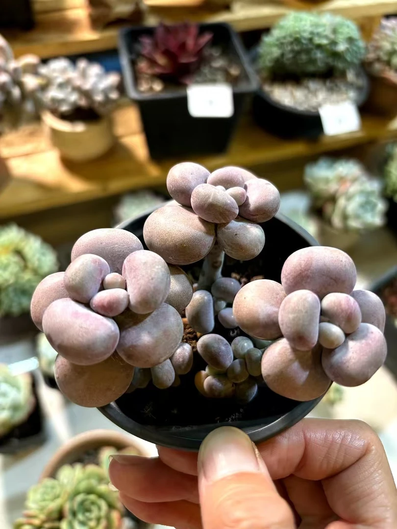 精品多肉一物一拍（2）
