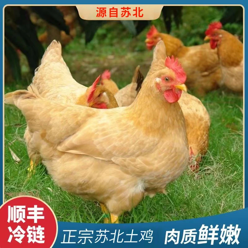 【许二姐】正宗农家散养老母鸡土鸡走地鸡现杀黄油老母鸡正宗顺丰