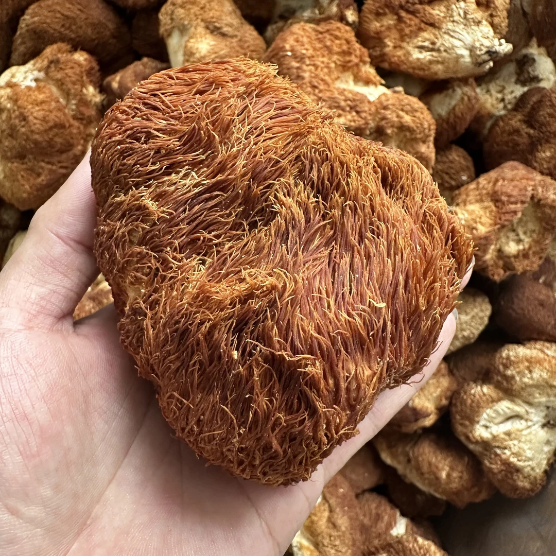 潮汕燕姐东北半野生猴头菇 林下种植生长 东北特产半斤80包邮