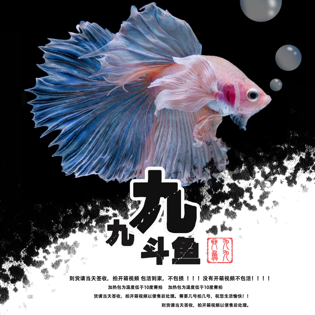 精品【A29-A42】泰国斗鱼热带鱼