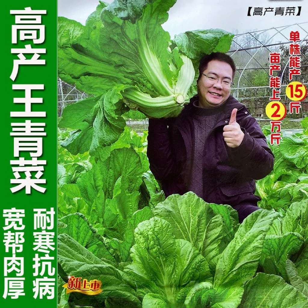 贵州宽帮迟青菜种子越冬厚肉大叶青菜芥菜介菜盖菜种籽蔬菜种孑子