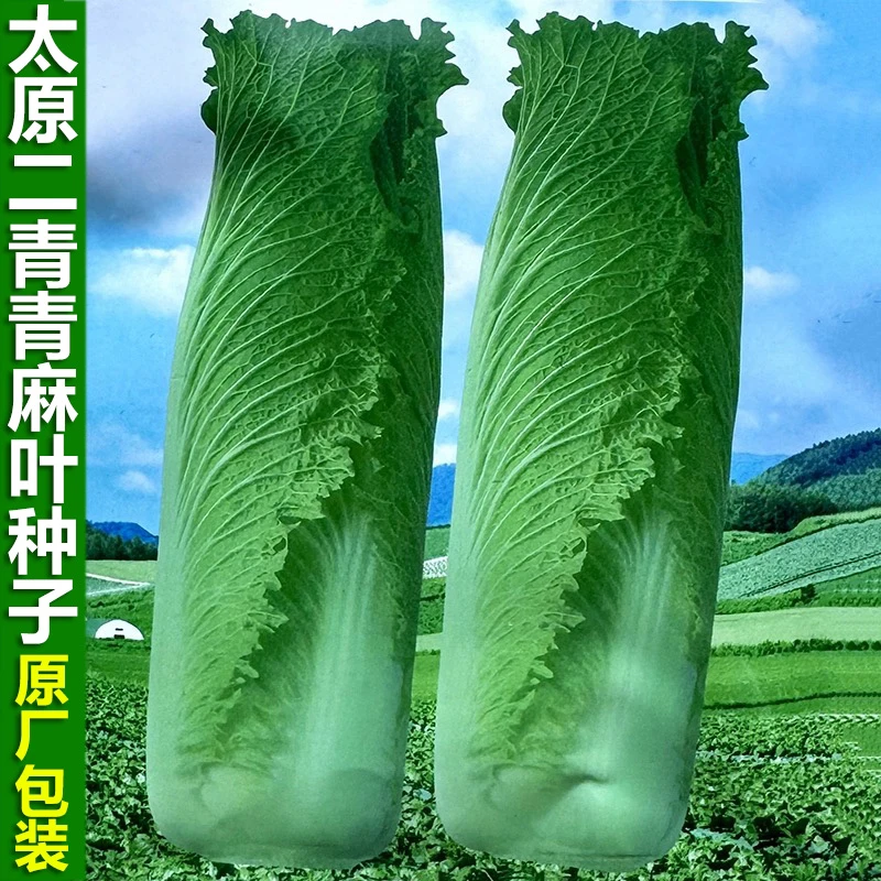 太原二青青麻叶大白菜种子晚熟90天高桩青麻叶青口白种籽蔬菜种孑