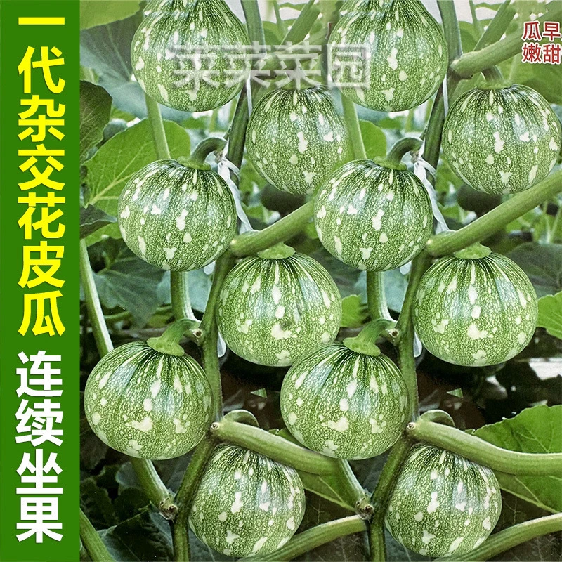 花皮嫩南瓜种子早熟一串铃小南瓜种籽爬藤小青瓜春秋大棚蔬菜种子