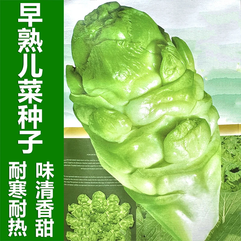 四川早熟儿菜种子娃娃菜抱子芥菜高产耐寒秋冬农家大田蔬菜种籽孑
