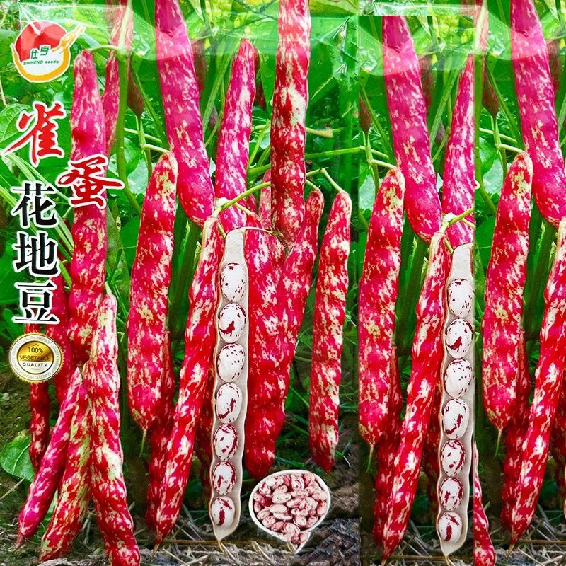 无架雀蛋豆种子不用搭架的地豆彩色紫红四季豆角种籽阳台蔬菜种孑