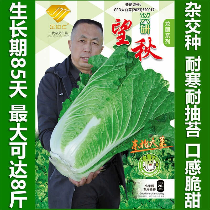 85天大白菜种子早熟冬储越冬耐寒耐抽苔大白菜种籽秋冬种蔬菜种孑