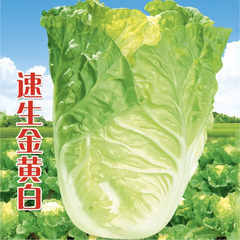 速生黄心大白菜种子早熟黄心娃娃大白菜种籽耐热耐寒秋播蔬菜种孑