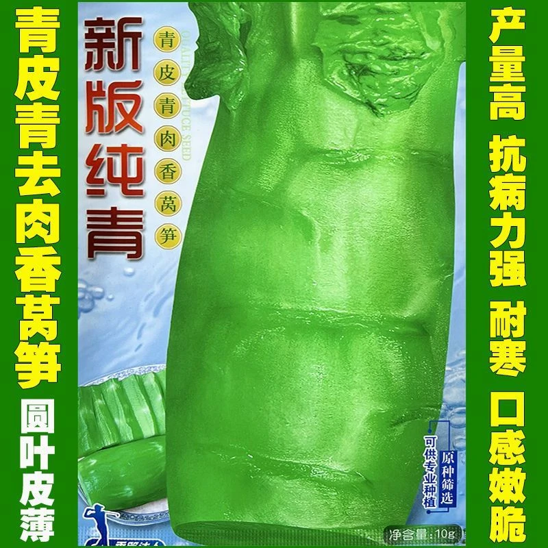 纯青皮青肉莴笋种籽皮薄圆叶莴苣种子高产耐寒大田基地蔬菜种孑子