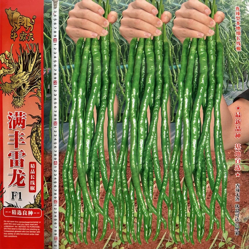 超细长线椒种子香辣线椒种子薄皮特细长春秋高产贵州辣椒基地种植
