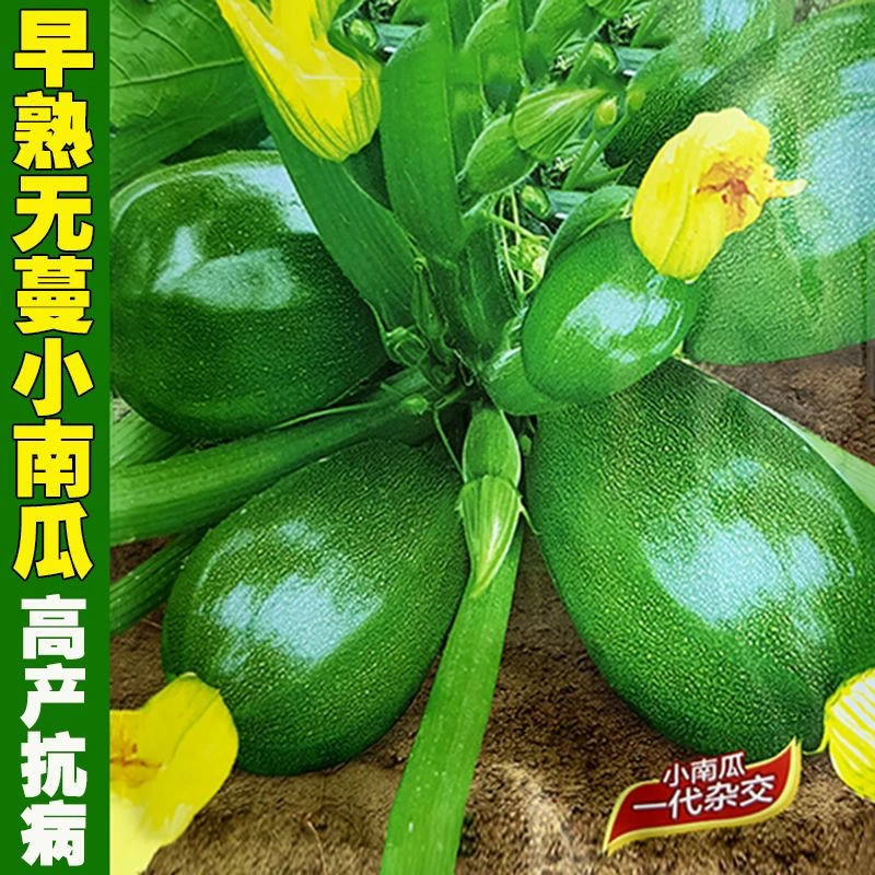 早熟嫩南瓜种籽短蔓无藤无蔓小青瓜南瓜西葫芦春秋高产蔬菜种孑子