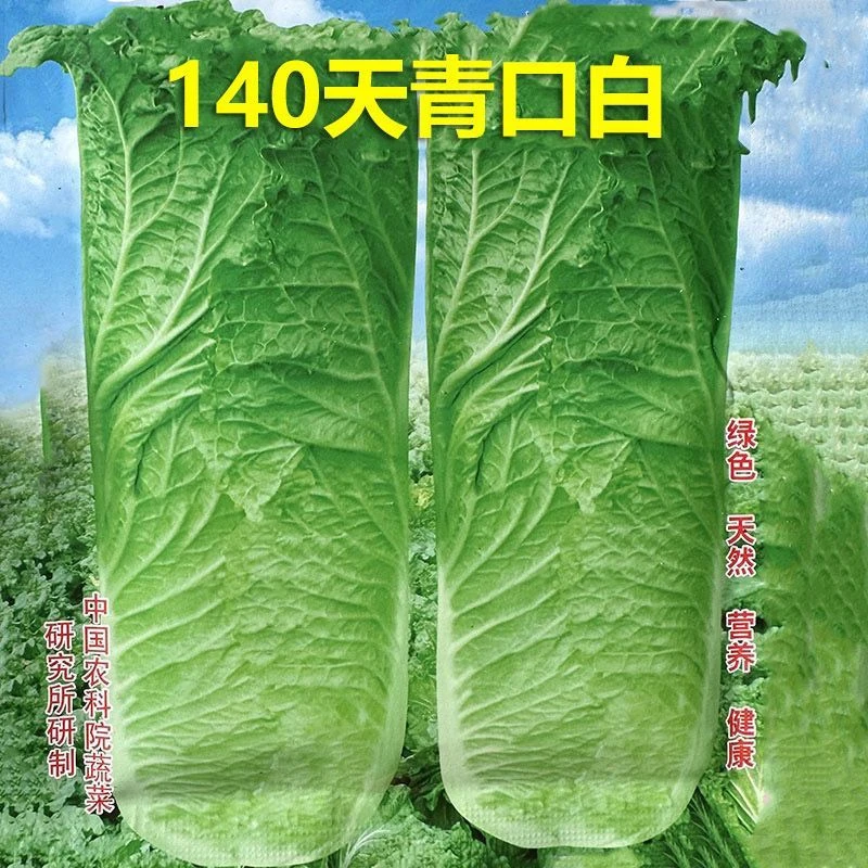 140天甜脆青大白菜种孑青口白高桶青麻叶高产春夏秋冬蔬菜种子籽
