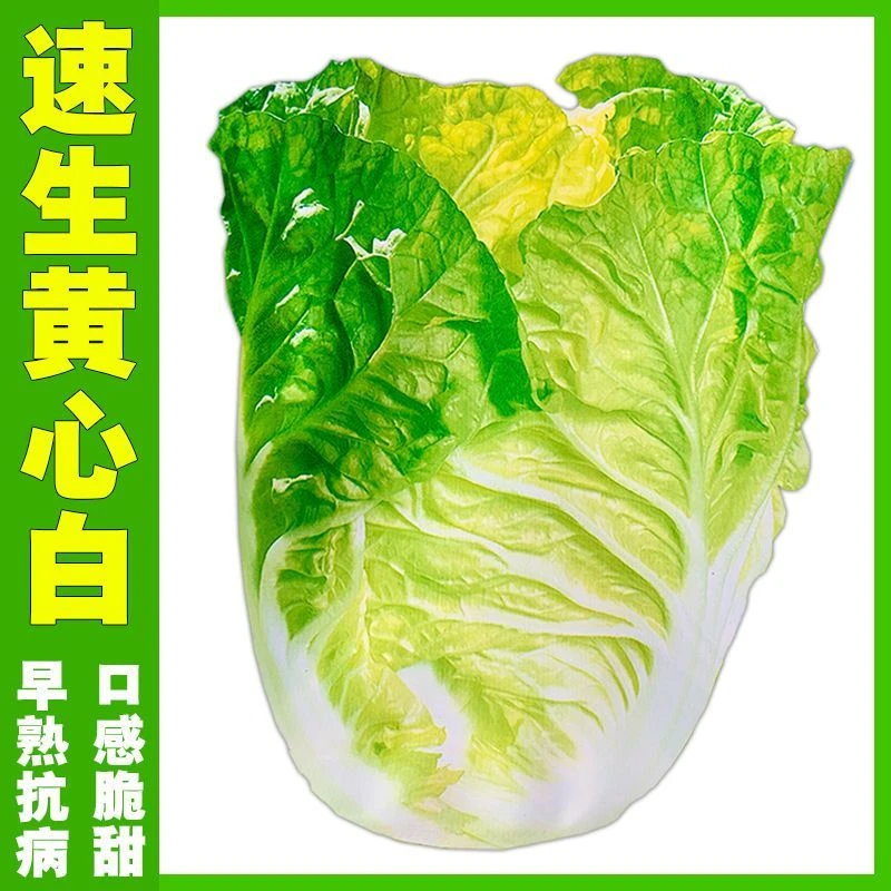 速生6号早熟黄心大白菜种子高产叶多口感脆甜春夏秋四季蔬菜种籽
