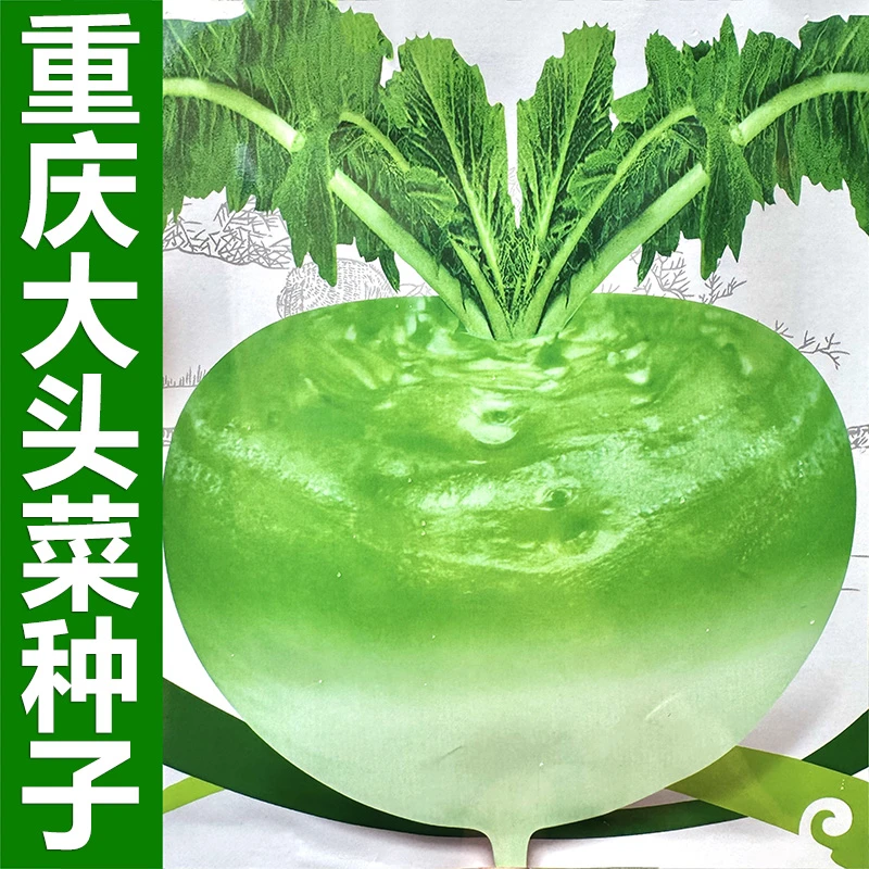 重庆大头菜种籽高产大头萝卜圆根大芥菜种籽泡菜腌菜专用蔬菜种籽