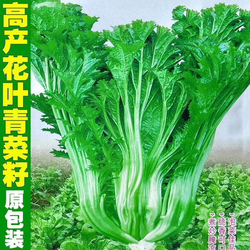 晚熟花叶青菜种子花叶宽叶芥菜种籽肉厚纤维少高产耐寒蔬菜种孑子