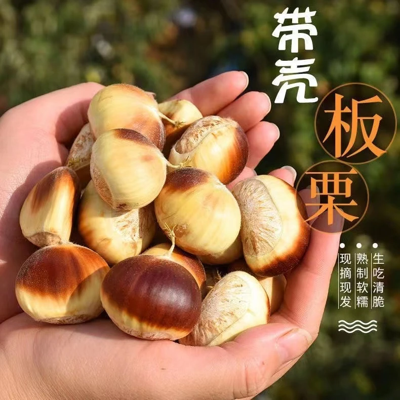 罗田板栗花壳板栗好剥皮2024新鲜板栗粉糯