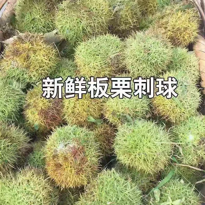 （家乡味道助农专属）新鲜板栗刺球2024年罗田板栗