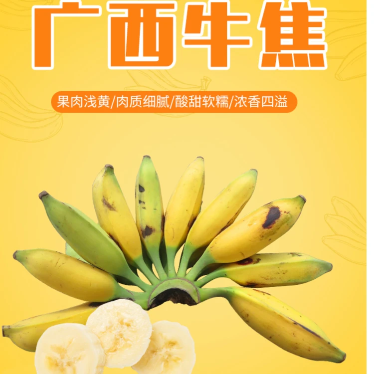 广西新鲜芭蕉牛蕉大蕉大芭蕉牛角蕉板蕉净3斤9斤酸甜生蕉发货天然