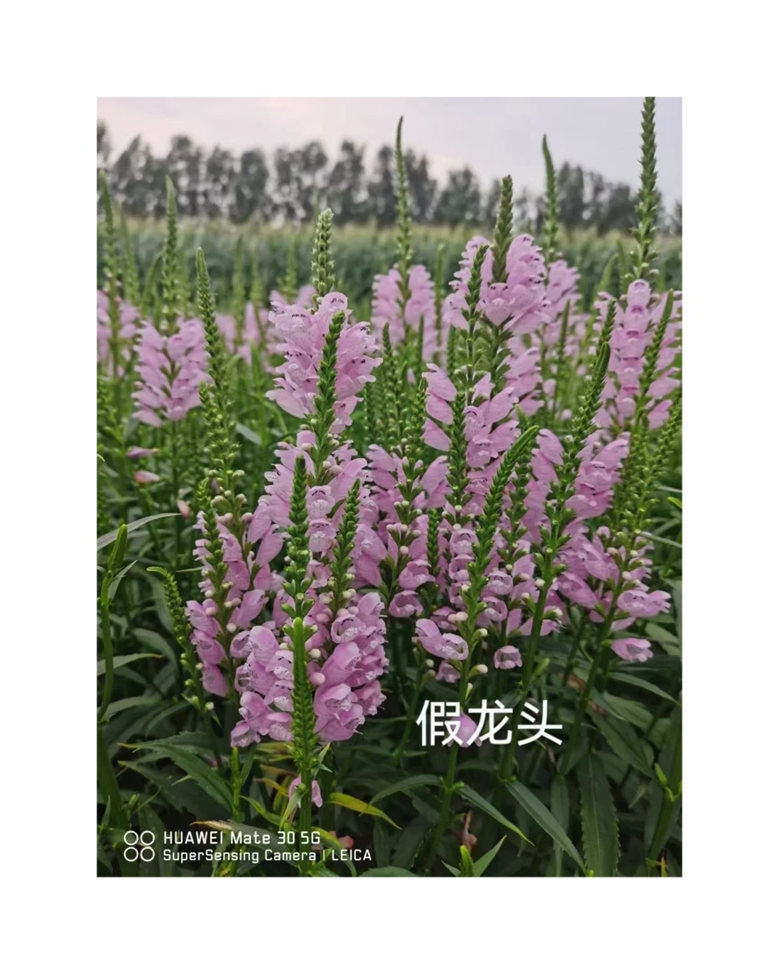假龙头/裸根发货/多年生植物/庭院栽植/绿化
