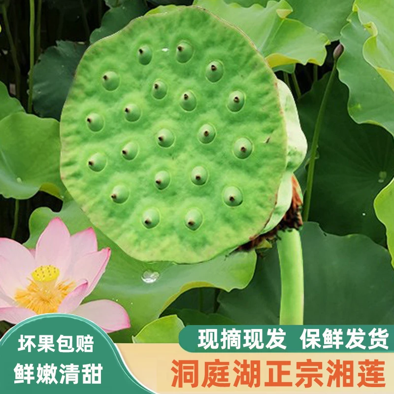 顺丰包邮洞庭湖新鲜莲蓬现摘生吃新鲜水果当季湖南湘莲甜嫩莲子米