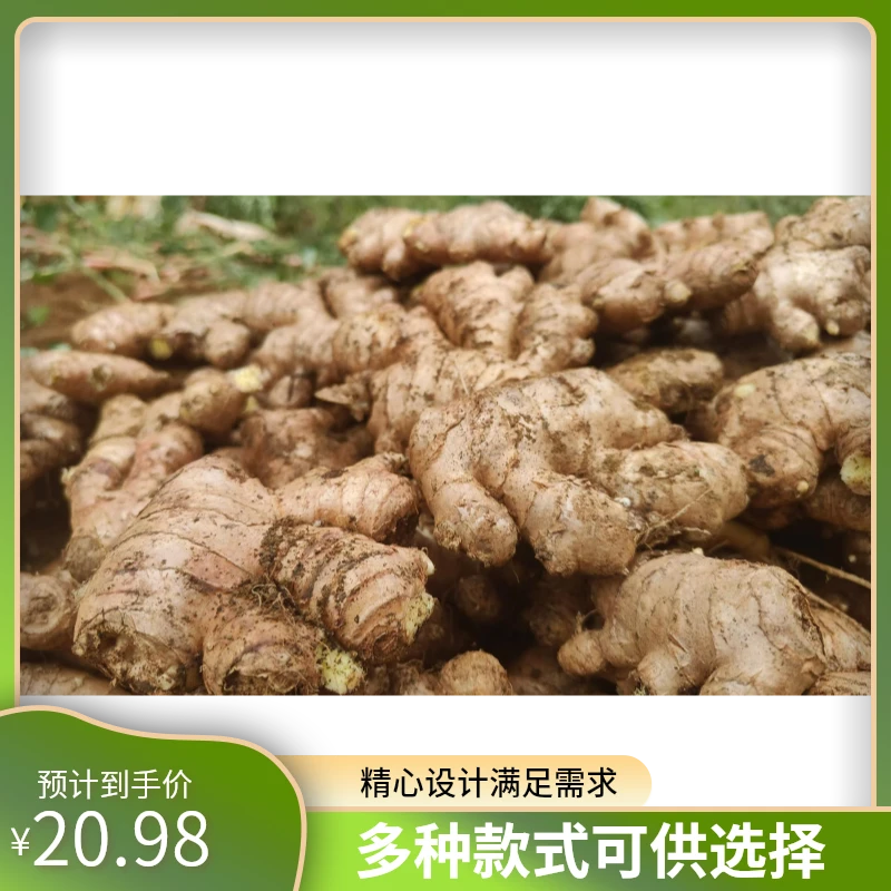 贵州高山黄沙土种植的小黄姜老母姜